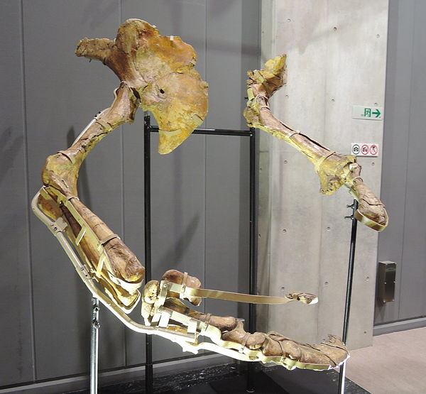 Forelimbs of Therizinosaurus, specimen IGM 100/15 displayed at Nagoya City Science Museum