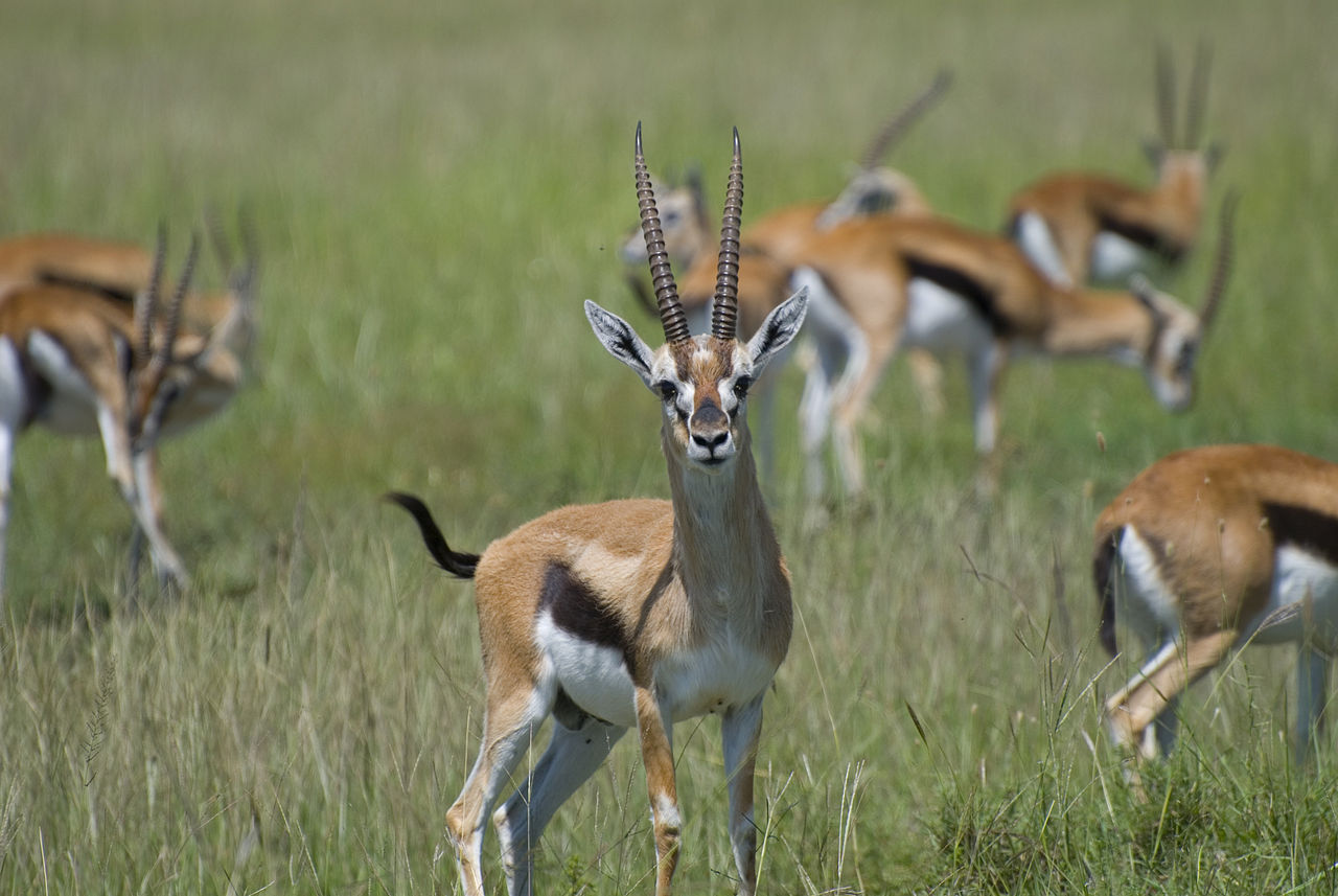 Thompson's gazelles, Masai Mara. Credit: Paul Mannix.