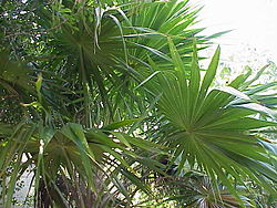 Thrinax radiata0.jpg