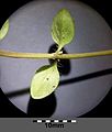 Thymus pulegioides subsp. pulegioides sl7.jpg