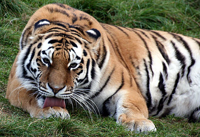 Tiger colchester.jpg