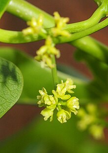 Tinospora flowers.jpg