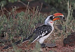 Tockus jacksoni -Kenya -male-8.jpg