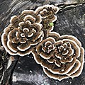 Trametes versicolor (Agaricomycetes)