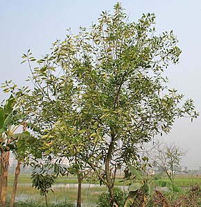 Beskrivelse av bildet Tree in Kolkata W IMG 4582.jpg.