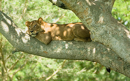 Tree climbing lions can be seen in Queen Elizabeth National Park