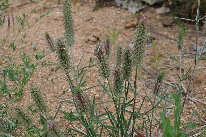 File:Trifolium angustifolium, Santa Coloma de Farners.jpg