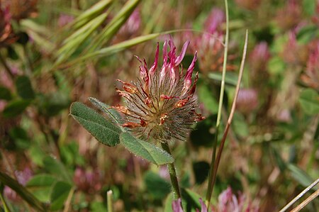 Tập_tin:Trifolium_hirtum-1.jpg