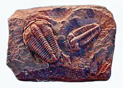 Trilobitlar - Ptychoparia striata.JPG