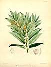 Trimeniaceae