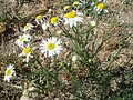 Miniatura para Tripleurospermum maritimum subsp. inodorum