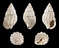 * Nomination Shell of a fossil gastropod, Nassarius reticulatus --Llez 04:46, 23 April 2013 (UTC) * Promotion Okay--Earth100 04:53, 23 April 2013 (UTC)