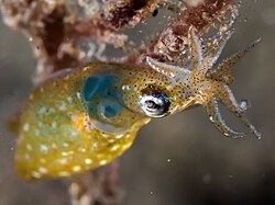 Tropical Pygmy Squid (Idiosepius pygmaeus) (25377304317).jpg