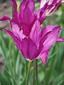 Tulipa 'Purple Dream', Tulipan 'Purple Dream', 2016-05-02