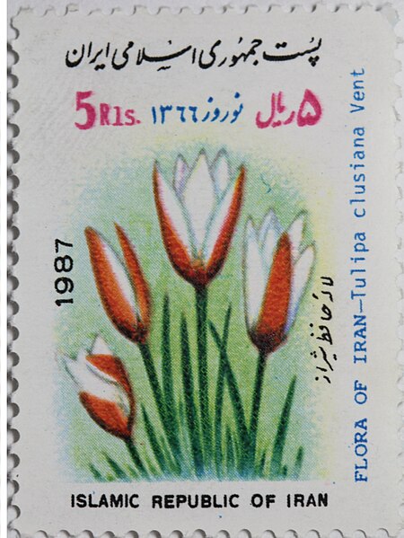 File:Tulipa clusiana, stamp.jpg