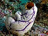 80 Commons:Picture of the Year/2011/R1/Tunicate komodo.jpg