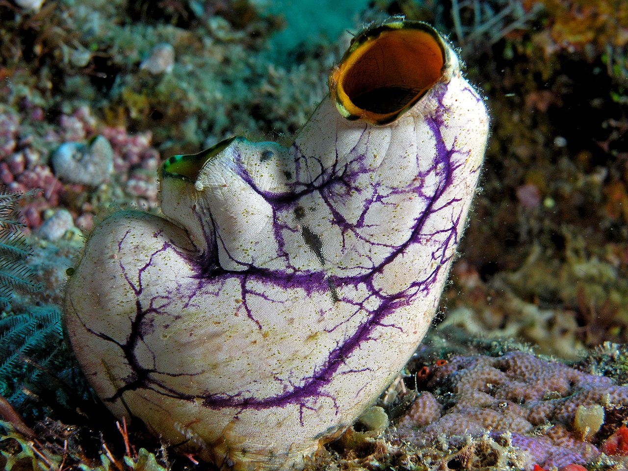 Tunicate komodo