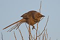 * Nomination Turdoides squamiceps, Yeroham National Park, Israel. --מינוזיג 18:21, , 31 January 2015 (UTC) * Promotion Good quality. --Johann Jaritz 07:19, 01 February 2015 (UTC)