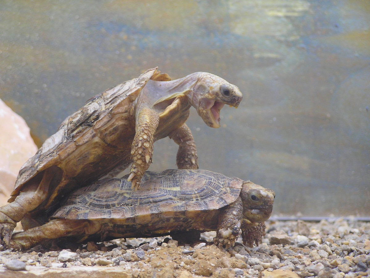 File:Turtle Sex.jpg - Wikimedia Commons