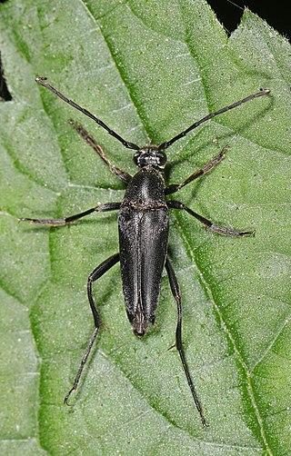 <i>Typocerus lugubris</i> Species of beetle