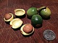 Nueces de laurel casi maduras se preparan para asar