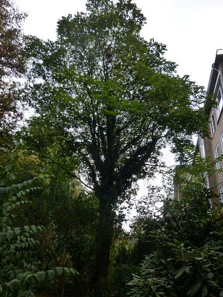 File:Unbekannter Baum (komplett).jpg