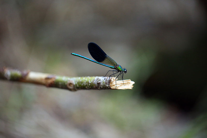 File:Une turquoise sur la berge.JPG