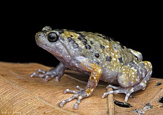 <i>Uperodon mormoratus</i> Species of amphibian