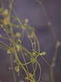 Utricularia gibba in water