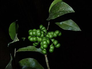 <i>Uvariopsis congensis</i> Species of flowering plant