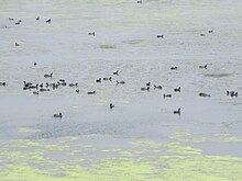 The huge group of birds seen swimming and playing in the pond. Vaduvur 3.JPG