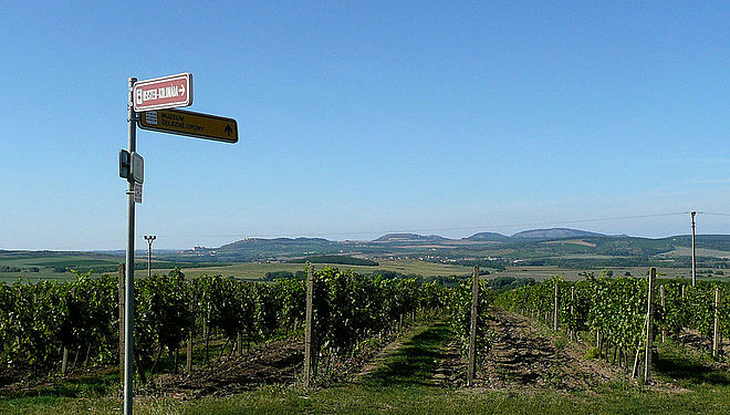 Wine growing region Valtice