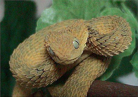 Tập_tin:Variable_bush_viper.jpg