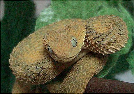 Atheris squamigera