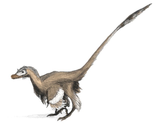 Velociraptor mongoliensis