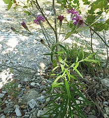 Vernonia lindheimeri.jpg