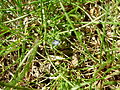 Ein sehr kleines Blaues Blümchen im Gras