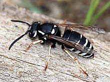 Vespula consobrina.jpg