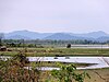 Hippos by the lake