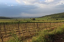 Vineyard in the Elah Valley of Israel Vineyard at Neve Michael.jpg
