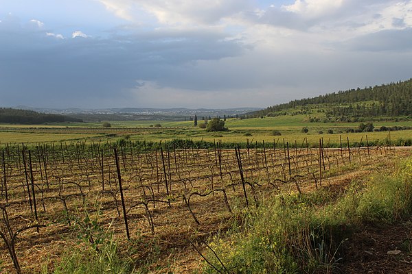 Vineyard in the Elah Valley of Israel