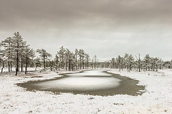 O pântano de Viru no inverno, Parque Nacional de Lahemaa, Estônia (definição 7 086 × 4 729)