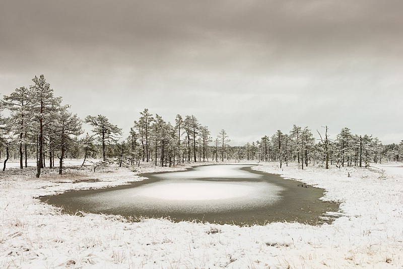 File:Viru Bog at winter.jpg