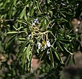 Vitex rehmannii