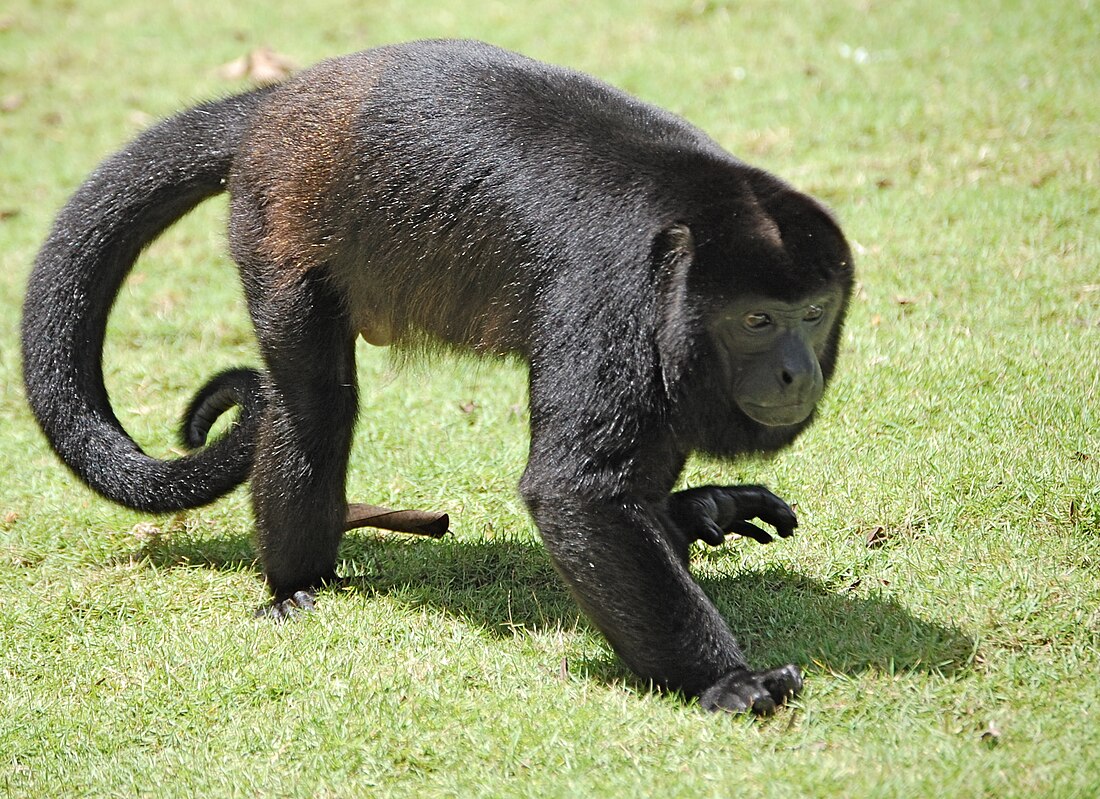 File:Walking Alouatta palliata, Costa Rica.JPG