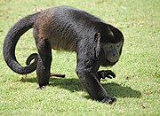 Mantled howler Walking Alouatta palliata, Costa Rica.JPG