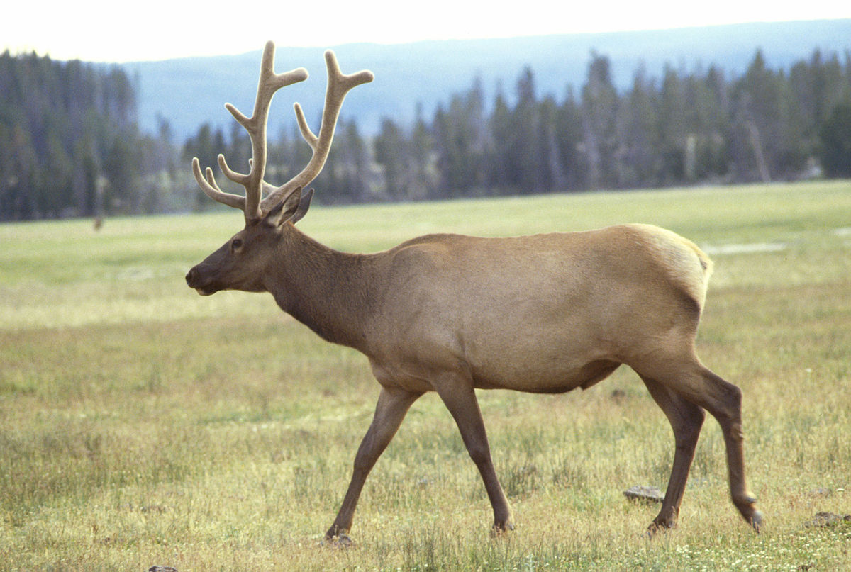 Wapiti – Wikipedia