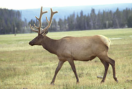 Edelhert (Cervus elaphus)