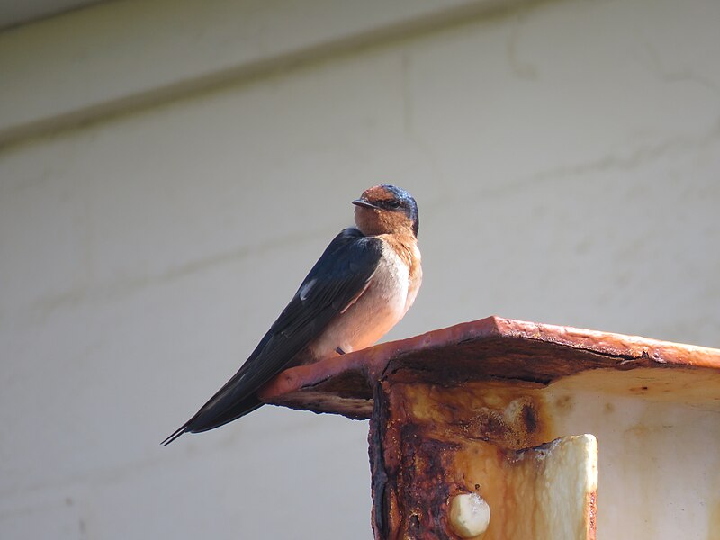File:Welcome swallow (Hirundo neoxena) at Cape Leeuwin Lighthouse grounds, October 2023 02.jpg