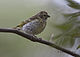 White-bellied Canary.jpg